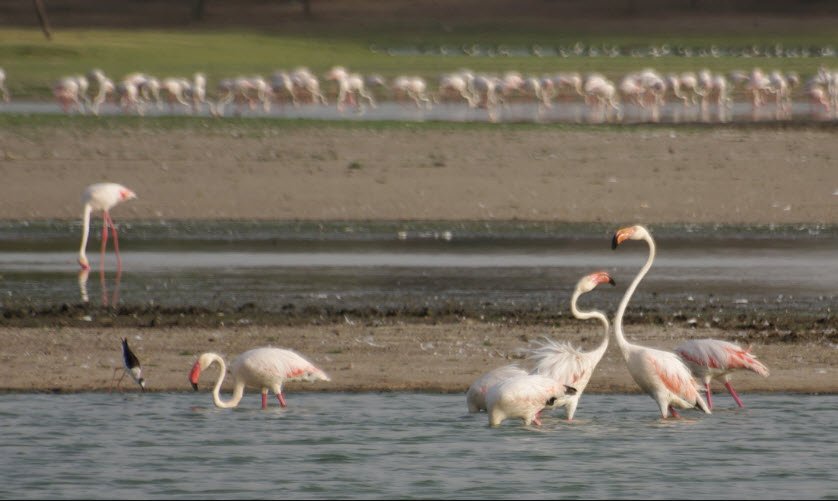 Thol Lake Bird Sanctuary, Mehsana, Gujarat - Vushii.com